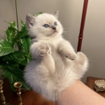 SİMGE Kekeç profil fotoğrafı