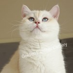 Golden Panther Cattery profil fotoğrafı