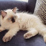 Nil's Kedi Evi profil fotoğrafı