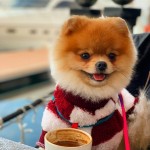 BOOPATIHOUSE profil fotoğrafı