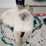 Aylin Çiftcioğlu  profil fotoğrafı