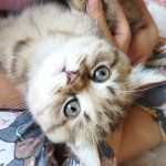 Alperen Şirin profil fotoğrafı