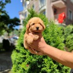 Gölge Pet  profil fotoğrafı