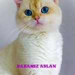 izmirimpatiler profil fotoğrafı