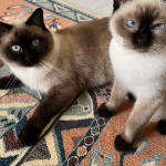 Isobey profil fotoğrafı