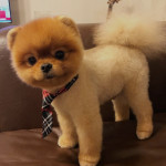 Sevimli köpekler  profil fotoğrafı