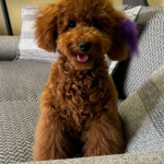 Lucky Toy Poodle profil fotoğrafı