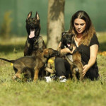 AKC CANINE CLUB profil fotoğrafı