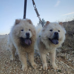 Chowchow Bozüyük profil fotoğrafı