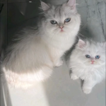 Gülşen coşkun  profil fotoğrafı