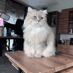 İlçer Alişoğlu profil fotoğrafı