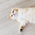 ATAKAN profil fotoğrafı