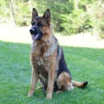 Norm Von Kennel profil fotoğrafı