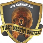 Evsim Şentürk  profil fotoğrafı