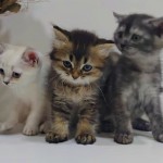 Atakan Özcan profil fotoğrafı