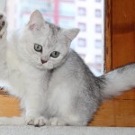 osman şahin profil fotoğrafı