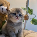 mehmet tas profil fotoğrafı
