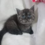 Barış ŞAHİN profil fotoğrafı