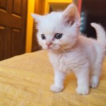 Eda Adele profil fotoğrafı