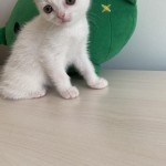 Hasan Köybaşı profil fotoğrafı
