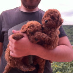Cokkie Puppy profil fotoğrafı
