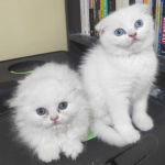 ANKARA CİNS KEDİ profil fotoğrafı