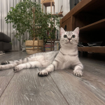 Cana ibak profil fotoğrafı