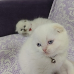 Sedat yaylı profil fotoğrafı
