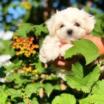 Çağla duman profil fotoğrafı