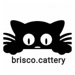 brisco.cattery profil fotoğrafı