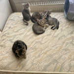 Osman Can Özcan profil fotoğrafı