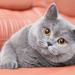 Ece Secken profil fotoğrafı