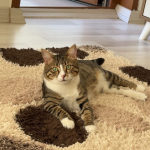 Pınar lokum profil fotoğrafı
