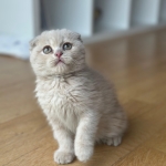 Ezgi a profil fotoğrafı