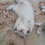 burcu taşdelen profil fotoğrafı