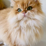 Büşra A. profil fotoğrafı