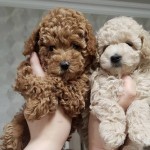 Emine profil fotoğrafı