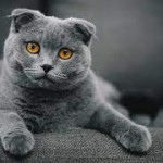 ayhan büyükçepel profil fotoğrafı