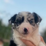 Kocaeli Minik Patiler profil fotoğrafı