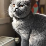 Zeliha İPEK profil fotoğrafı