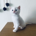 Arda Durgun profil fotoğrafı