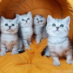 Furkan Çelebi profil fotoğrafı