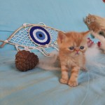 OLCAY ÇETİN profil fotoğrafı