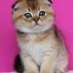 ASLAN BUGRA ÖZÇELİK profil fotoğrafı