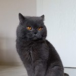 Ayşegül Bintepe profil fotoğrafı