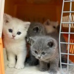 Sezer Yıldırım profil fotoğrafı