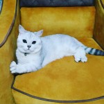 seda yalçın profil fotoğrafı
