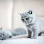 Furkan Aras profil fotoğrafı